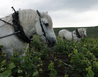 horses-vinyard